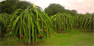 Güney Amerika nın Ejder Meyvesi ni Mersin de Yetiştirdi