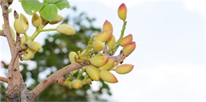 Hizan da Yetişen Fıstık Bölgenin Kaderini Değiştirecek