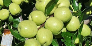 Hünnap Kiraz ve Vişneye Alternatif Oldu