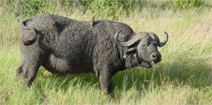 Kızılırmak Deltası ndaki Manda Sayısı Arttı