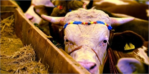 Kurban Bayramına Doğru