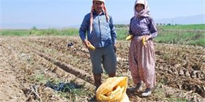 Aydın da mısır hasadı başladı