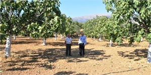 Ödemiş Kuru İncirde Her Yıl Geriliyor