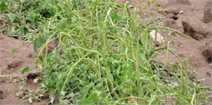 Simav da Sağanak Domates Ekili Arazileri Vurdu