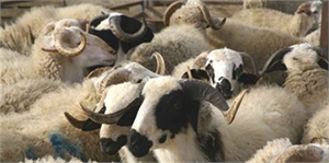 Kilis te Küçükbaş Hayvan Kaçakçılığı