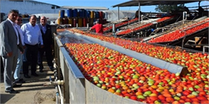 Türkiye Salça Üretiminde Dünya Üçüncüsü