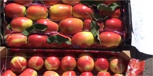 Uzun Elma Markalaşma Yolunda