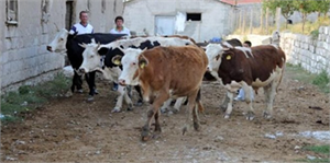 Van da Kuduz Şüphesi