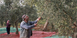 Zeytin Halkalı Leke Hastalığıyla Mücadele Başladı