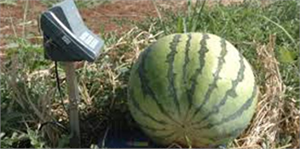 Diyarbakır da Karpuz Festivali Başlıyor