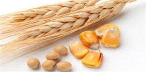 Mısır Buğday ve Soyanın Yemlik Kullanımı Artacak