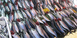 Palamut fiyatları borsayı aratmıyor