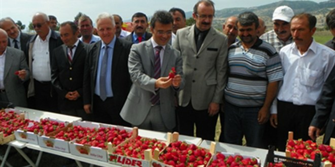 Çorak Topraklar Çilekle Hayat Buldu