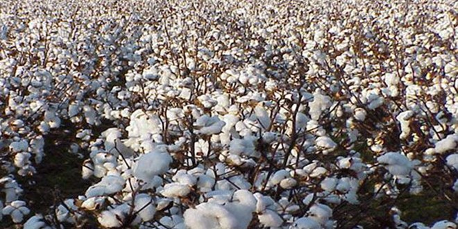 Pamuğun Geleceği İçin Girdiler Düşürülmeli
