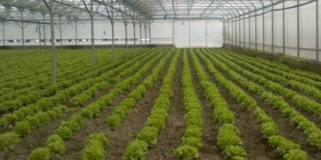 Pasinler de Çin Serası Kuruldu