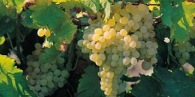 Üzümdeki Verim Erken Uyarı Yla Artırılacak