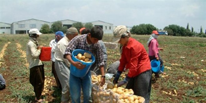 İlk Milli Patates Tohumunun Hasadı Yapıldı