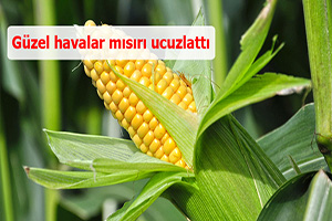 Güzel havalar mısırı ucuzlattı