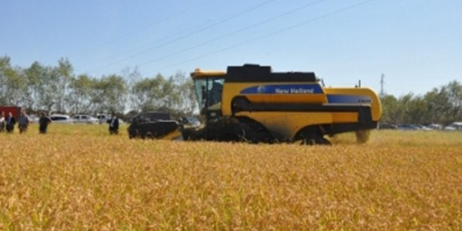 Hanönü nde Çeltik Hasadı Başladı