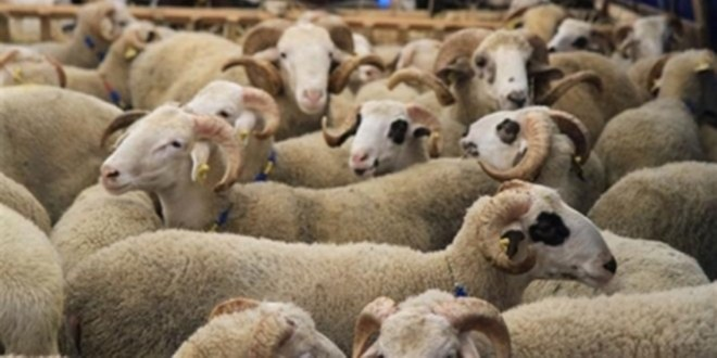 Kars tan Günde 2 Bin Kurbanlık Sevkiyatı