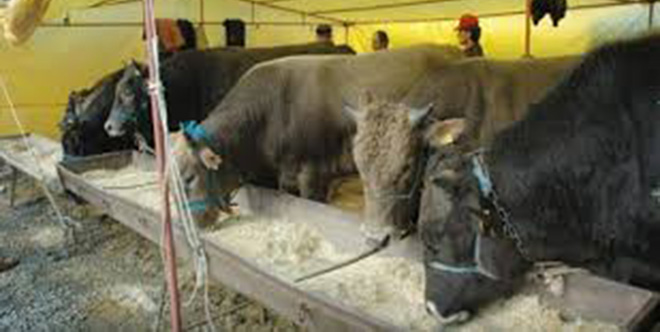 Kurbanlık Hayvan Fiyatlarında Büyük Fark