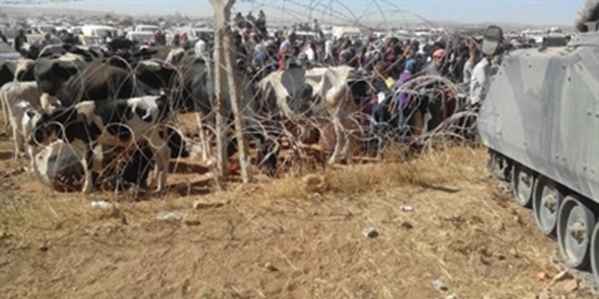 Sınırda Bekletilen Hayvanlara Yem ve Su Verildi
