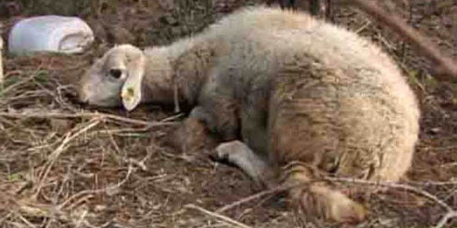 Kurban Bayramı Öncesi Mavi Dil Krizi