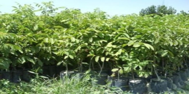 Bilecik te Ceviz Fidanı Dağıtımı