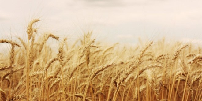 Erzurum da Buğday Verimini 2 ye Katlayacaklar