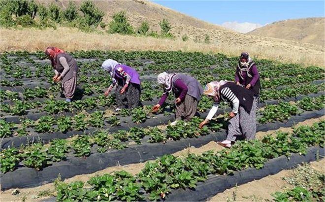 Çiftçi Kadınlar İçin Teknik Gezi
