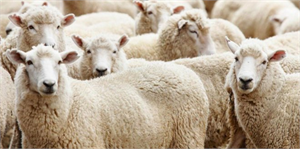 Kurban Bayramı na Doğru