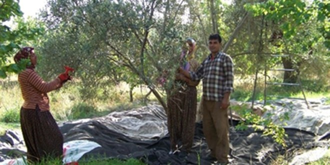 Mut ta Zeytin Hasadı Başladı