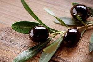 Ezzib ile Zeytincilik Araştırma İstasyonu Güçlerini Birleştirdi