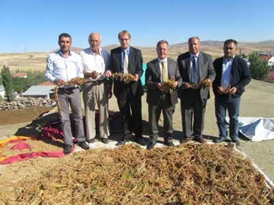 Kinoa Bitkisinin Hasadı Yapıldı