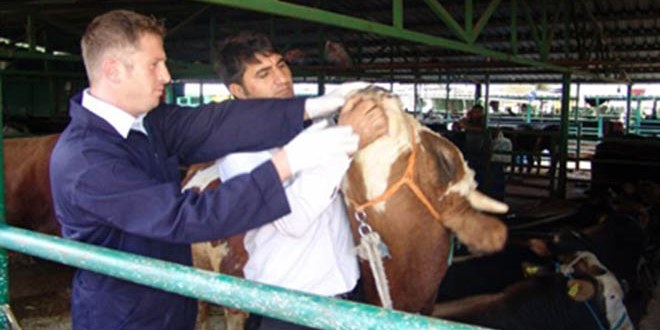 Ankara Tarım İl Müdürü Temel den Kurban Uyarısı