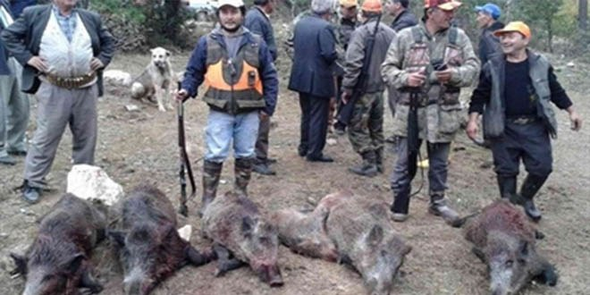 Avcılar 2 Günde 11 Yaban Domuzu Avladı