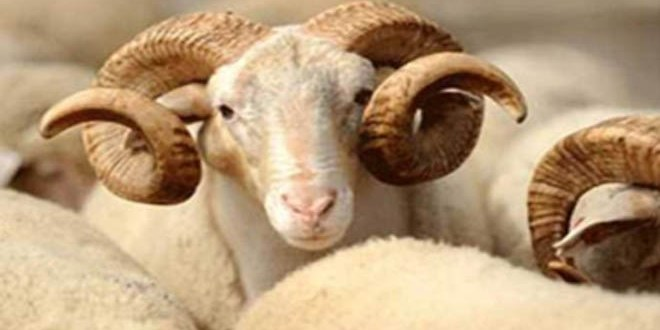 Bayram Sonrası Kırmızı Et Fiyatlarındaki Baskı Devam Edecek