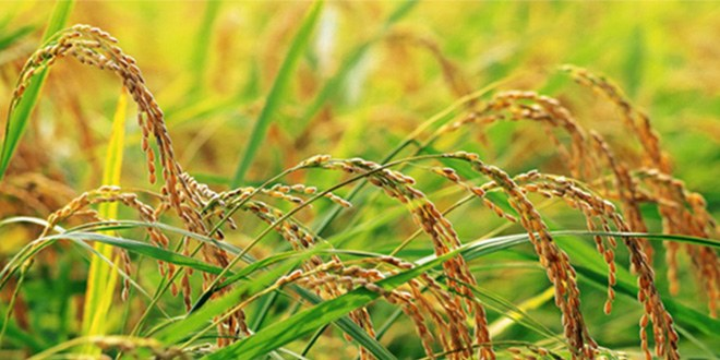 Çeltik Üreticilerinin Yüzü Gülüyor