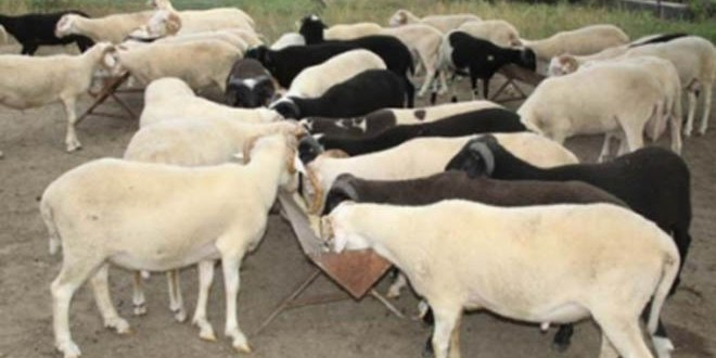 İzmir de Yüzde 20 Civarında Gebe Kurbanlık Tespit Edildi