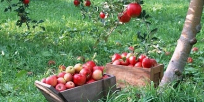 Meyvecilik Projelerine Hibe Desteği