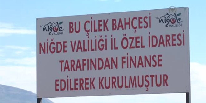 Niğde Çilekte Söz Sahibi Olmak İstiyor