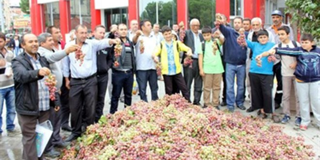 Manisa da üzümler dalında kaldı
