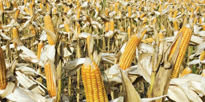 Patnos ta Mısır Hasadına Başlandı