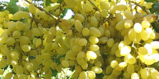 Yozgat ta Üzüm Ürünleri İmalat Tesisine Mali Destek