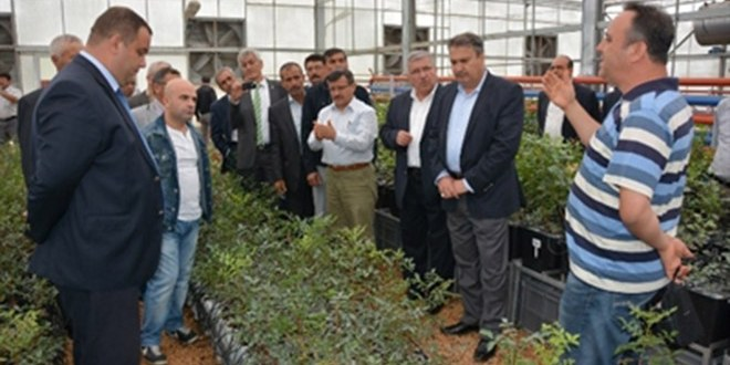 Yuntdağı Antep Fıstığı ile Kalkınacak