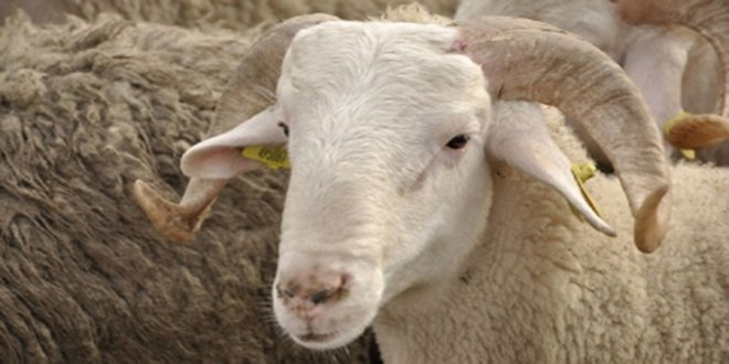 Ağrı dan Batı ya 153 Bin Kurbanlık Gönderildi