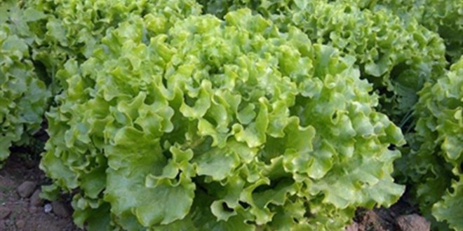 Bafra dan Gürcistan a Kıvırcık Marul