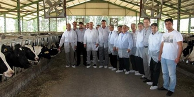 Ceyhan da Şap Aşılama Kampanyası Başladı