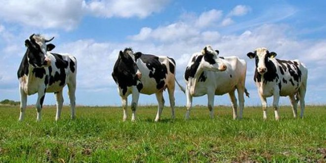 Halkapınar da Gebe Düve Dağıtım Programı Düzenlendi