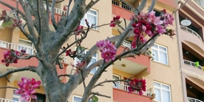 Hakkari de Meyve Ağacı Çiçek Açtı